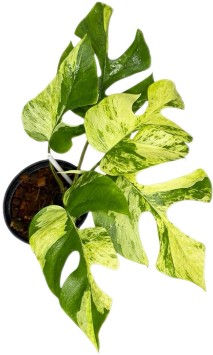 Rhaphidophora Tetrasperma Ginny “Migma” Set of 3 Plants