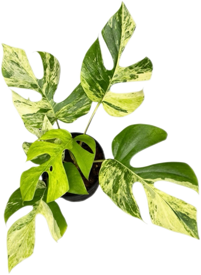 Rhaphidophora Tetrasperma Ginny “Migma” Set of 3 Plants