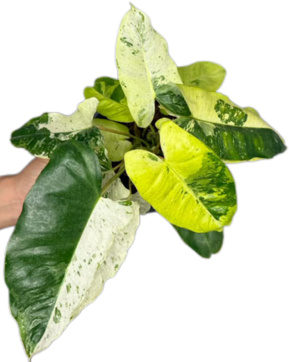 Philodendron Burle Marx “Snow White” Variegated