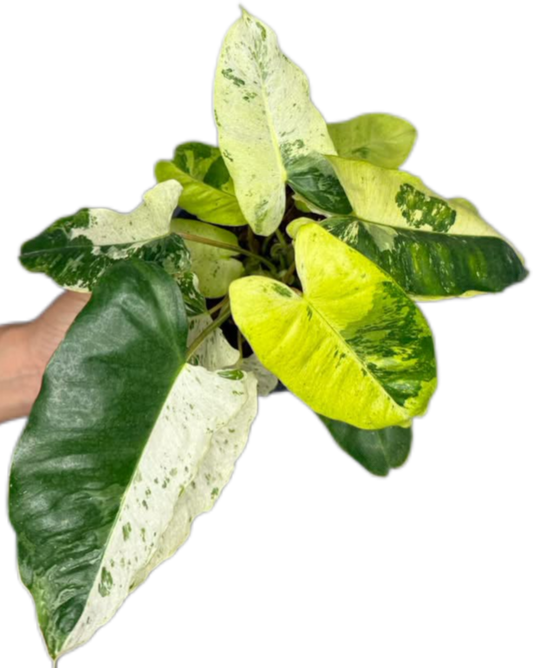 Philodendron Burle Marx “Snow White” Variegated