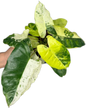 Philodendron Burle Marx “Snow White” Variegated