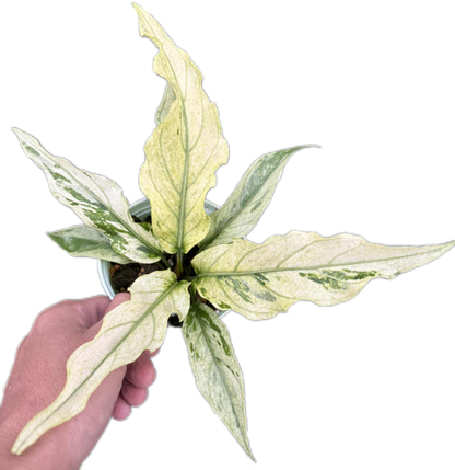 Anthurium Plawmanii Mint Variegated – Set of 3 Plants