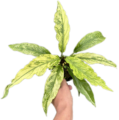 Anthurium Plawmanii Mint Variegated – Set of 3 Plants