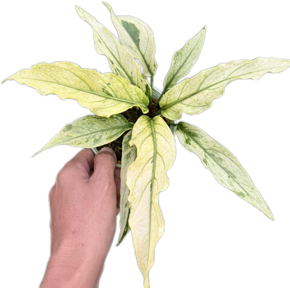 Anthurium Plawmanii Mint Variegated – Set of 3 Plants