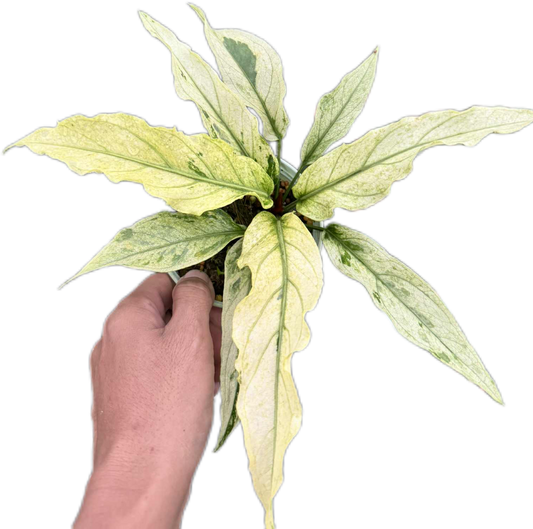 Anthurium Plawmanii Mint Variegated – Set of 3 Plants
