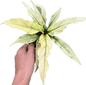 Anthurium Plawmanii Mint Variegated – Set of 3 Plants