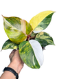 Philodendron Erubescens ‘White Knight Quadricolor Skittles’
