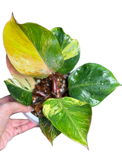 Philodendron Erubescens ‘White Knight Quadricolor Skittles’