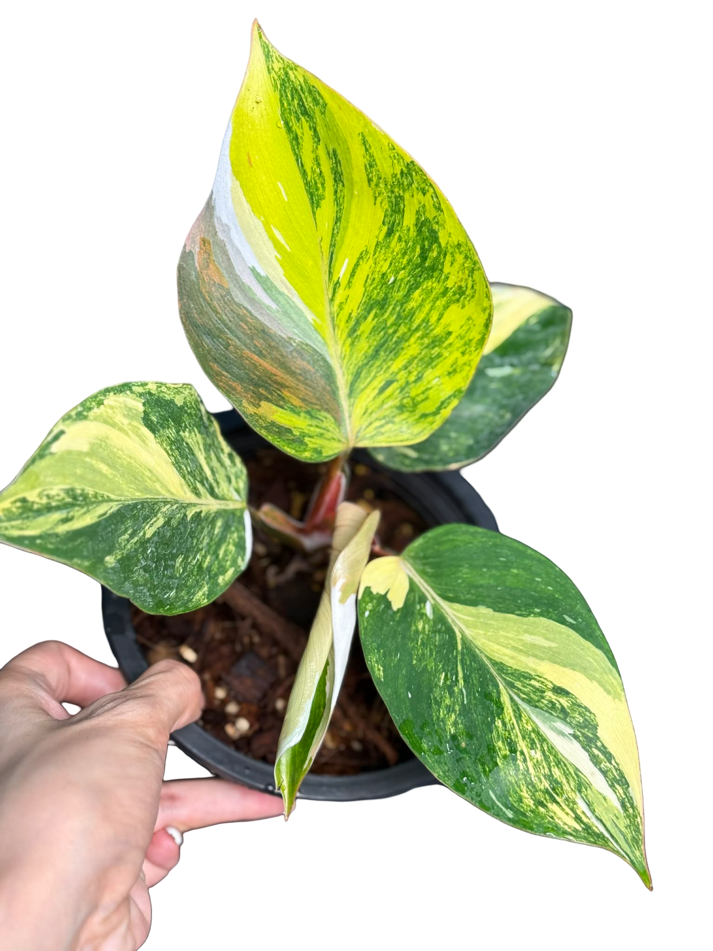 Philodendron Erubescens ‘White Knight Quadricolor Skittles’