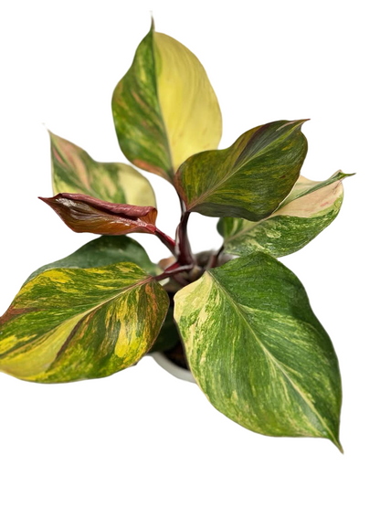 Philodendron Erubescens ‘White Knight Quadricolor Skittles’