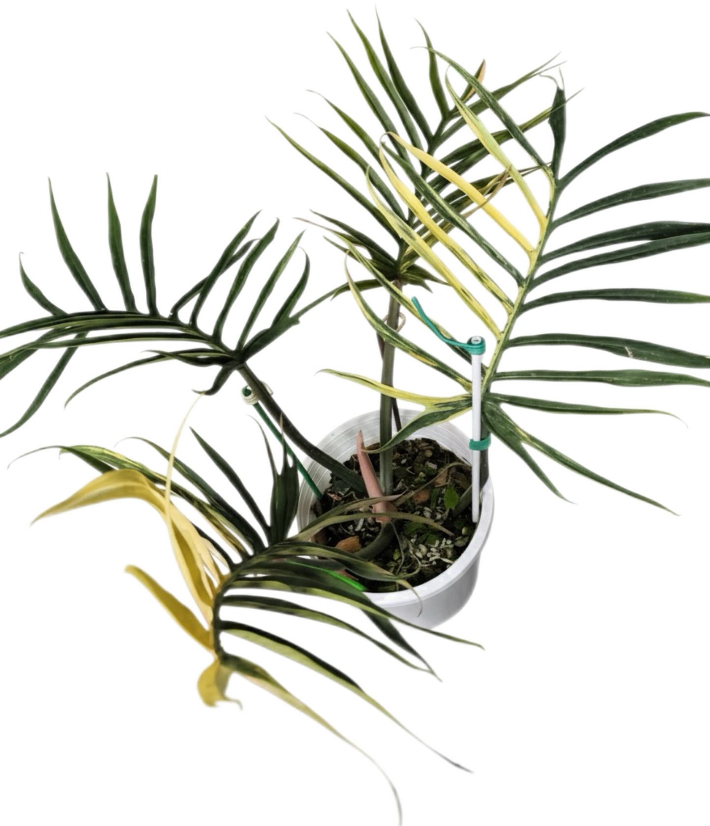 Philodendron Tortum Variegated