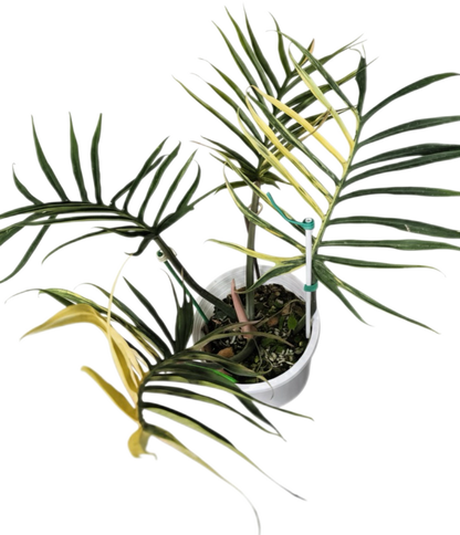 Philodendron Tortum Variegated