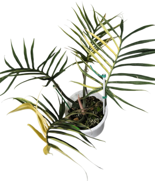 Philodendron Tortum Variegated