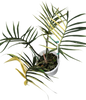 Philodendron Tortum Variegated