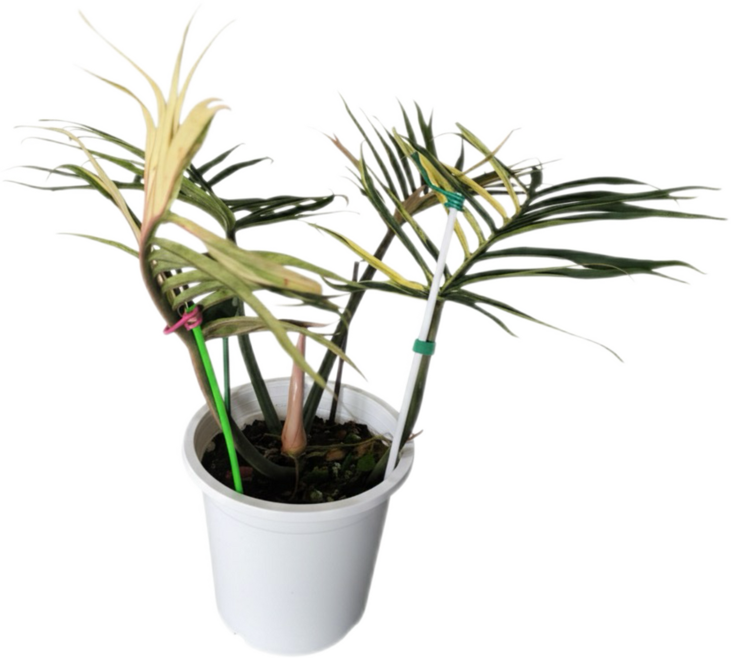 Philodendron Tortum Variegated