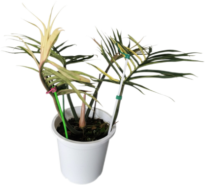 Philodendron Tortum Variegated