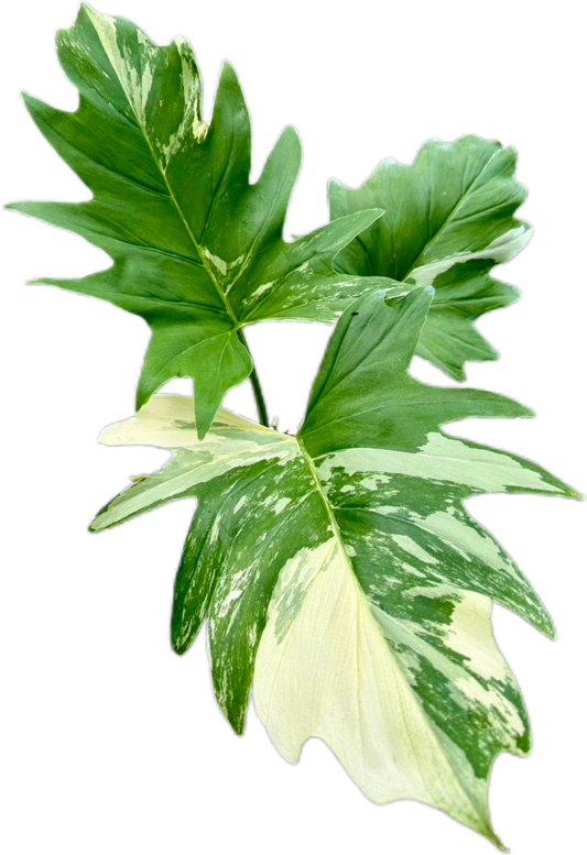 Philodendron Warscewiczii Variegated – Rare