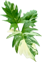 Philodendron Warscewiczii Variegated – Rare