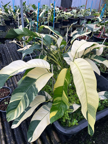 Epipremnum Giganteum Albo Variegated Set of 3 Plants