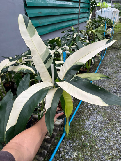 Epipremnum Giganteum Albo Variegated Set of 3 Plants
