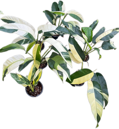 Epipremnum Giganteum Albo Variegated Set of 3 Plants