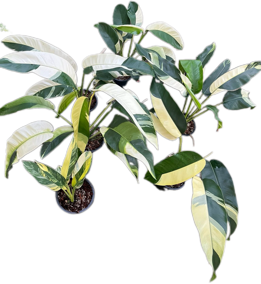 Epipremnum Giganteum Albo Variegated Set of 3 Plants