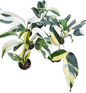 Epipremnum Giganteum Albo Variegated Set of 3 Plants