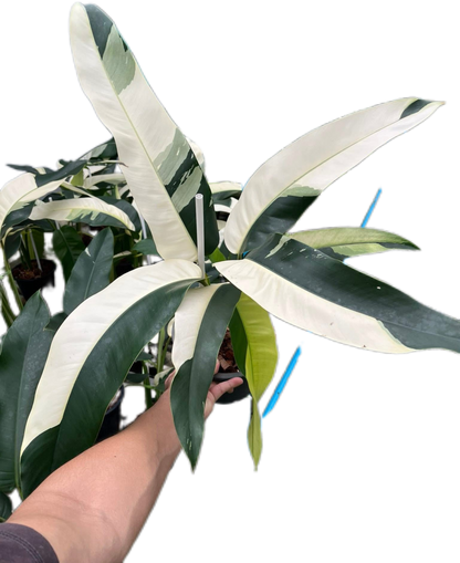Epipremnum Giganteum Albo Variegated Set of 3 Plants