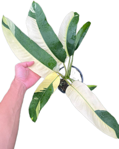 Epipremnum Giganteum Albo Variegated Set of 3 Plants