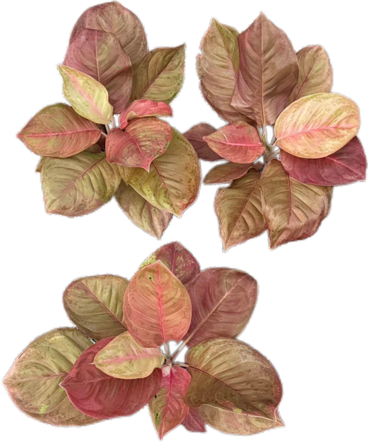 Aglaonema “Sky Velvet Mutation” – Wholesale Set of 5 Plants