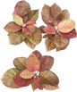 Aglaonema “Sky Velvet Mutation” – Wholesale Set of 5 Plants