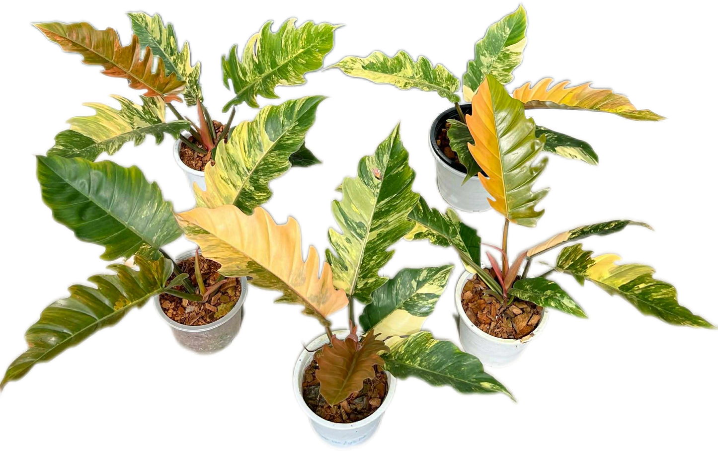 Philodendron Caramel Marble Variegated Wholesale Set of 5 Plants