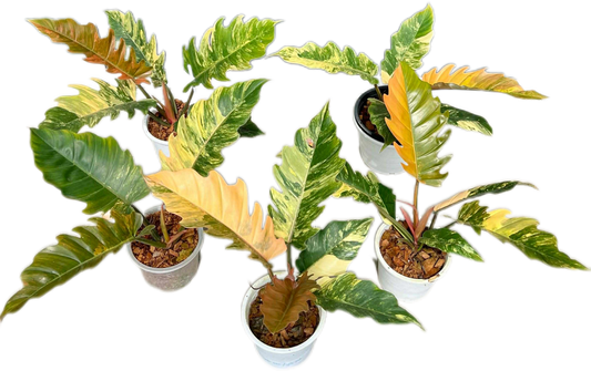 Philodendron Caramel Marble Variegated Wholesale Set of 5 Plants