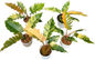 Philodendron Caramel Marble Variegated Wholesale Set of 5 Plants