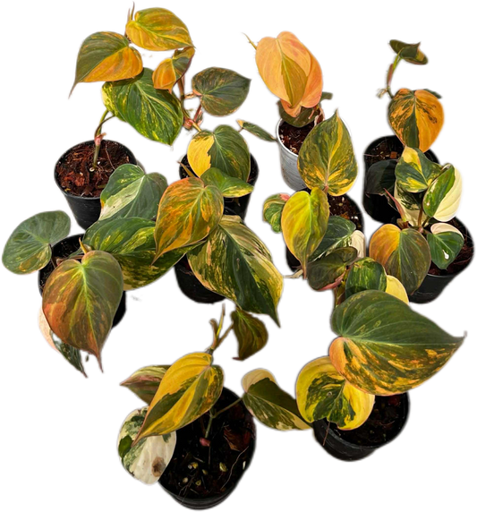 Philodendron Micans Aurea Orange High Variegated Wholesale Set of 10 Plants