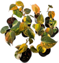 Philodendron Micans Aurea Orange High Variegated Wholesale Set of 10 Plants