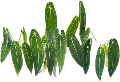 Anthurium Warocqueanum “Queen” – Big Size Wholesale Set of 5 Plants