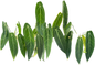 Anthurium Warocqueanum “Queen” – Big Size Wholesale Set of 5 Plants