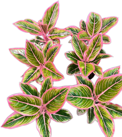 Aglaonema “Lotus Delight” Wholesale Set of 5 Plants