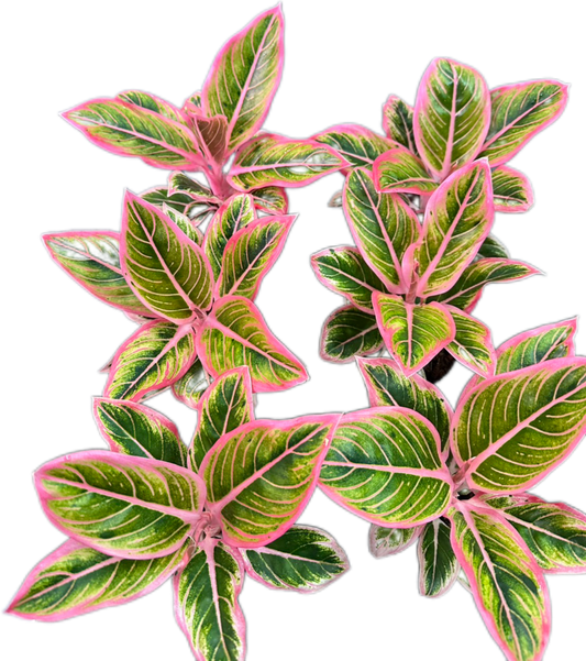 Aglaonema “Lotus Delight” Wholesale Set of 5 Plants