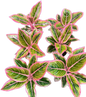 Aglaonema “Lotus Delight” Wholesale Set of 5 Plants