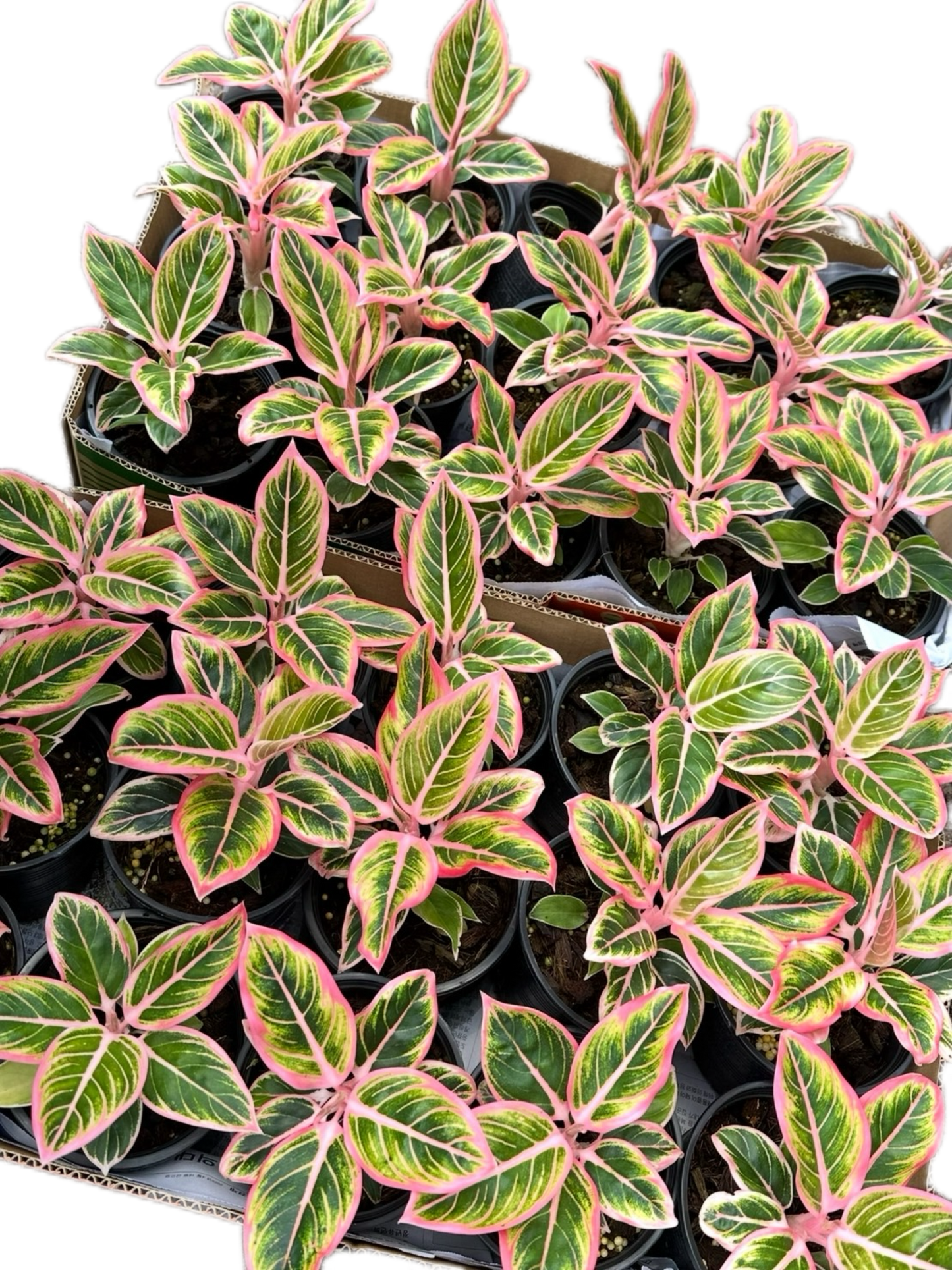 Aglaonema “Lotus Delight” Wholesale Set of 5 Plants