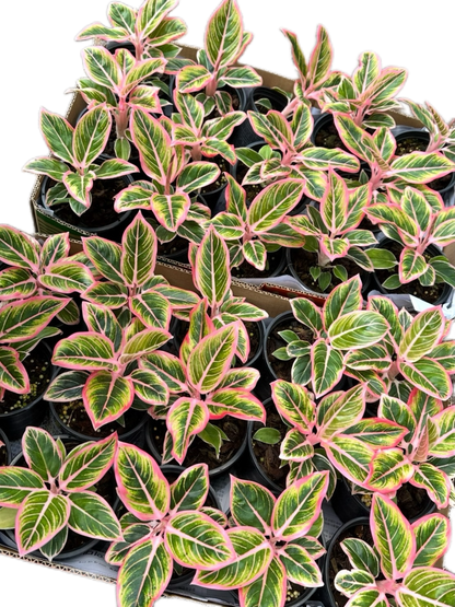 Aglaonema “Lotus Delight” Wholesale Set of 5 Plants