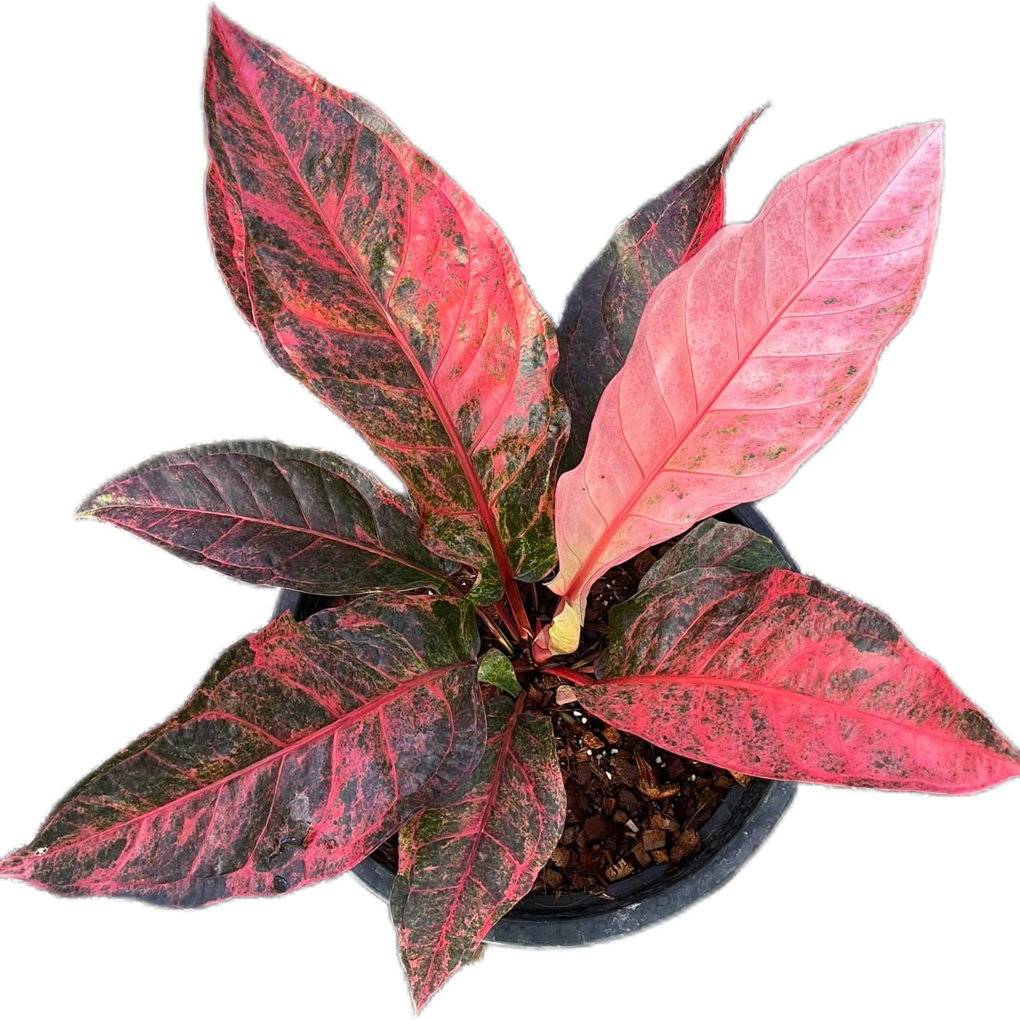 Anthurium Renaissance Variegated