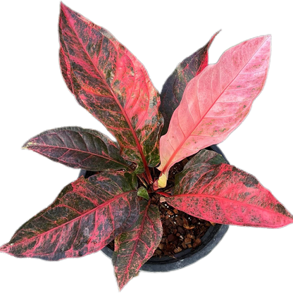 Anthurium Renaissance Variegated