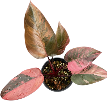 Philodendron Pink Princess Tricolor Variegated