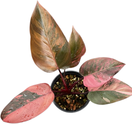 Philodendron Pink Princess Tricolor Variegated