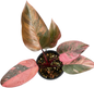 Philodendron Pink Princess Tricolor Variegated