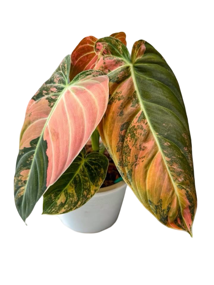 Philodendron Melanochrysum Orange Bonfire Variegated