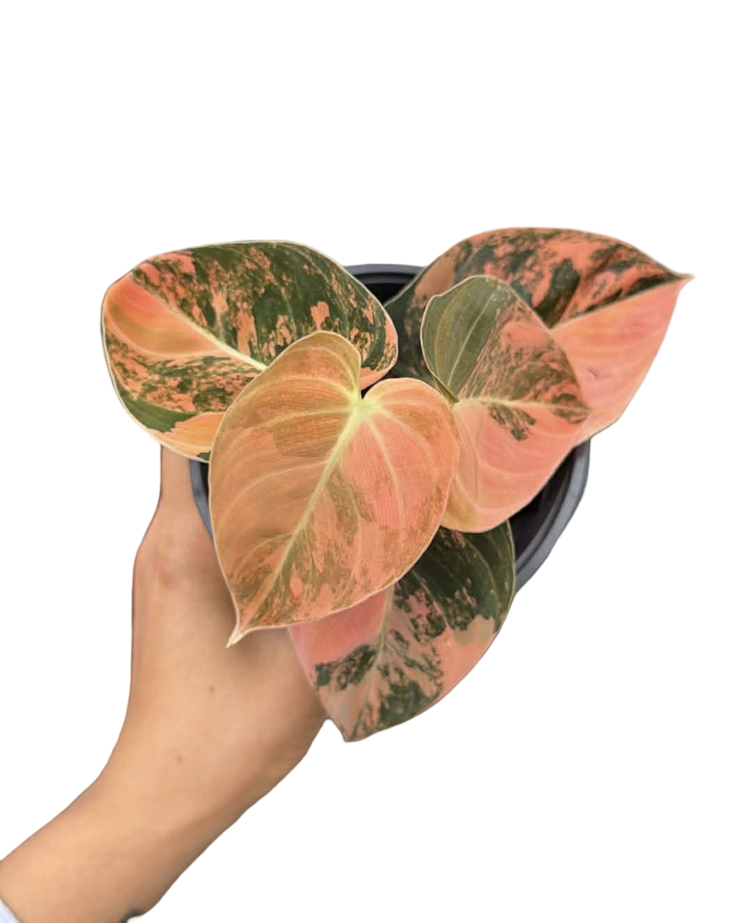Philodendron Melanochrysum Orange Bonfire Variegated